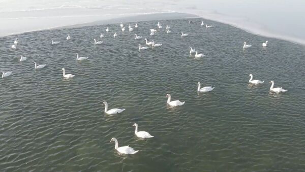 Остановка на зимовку: десятки белых лебедей прилетели на озеро Караколь в Казахстане - YouTube - Sputnik Тоҷикистон