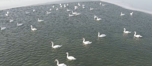 Остановка на зимовку: десятки белых лебедей прилетели на озеро Караколь в Казахстане - YouTube - Sputnik Тоҷикистон