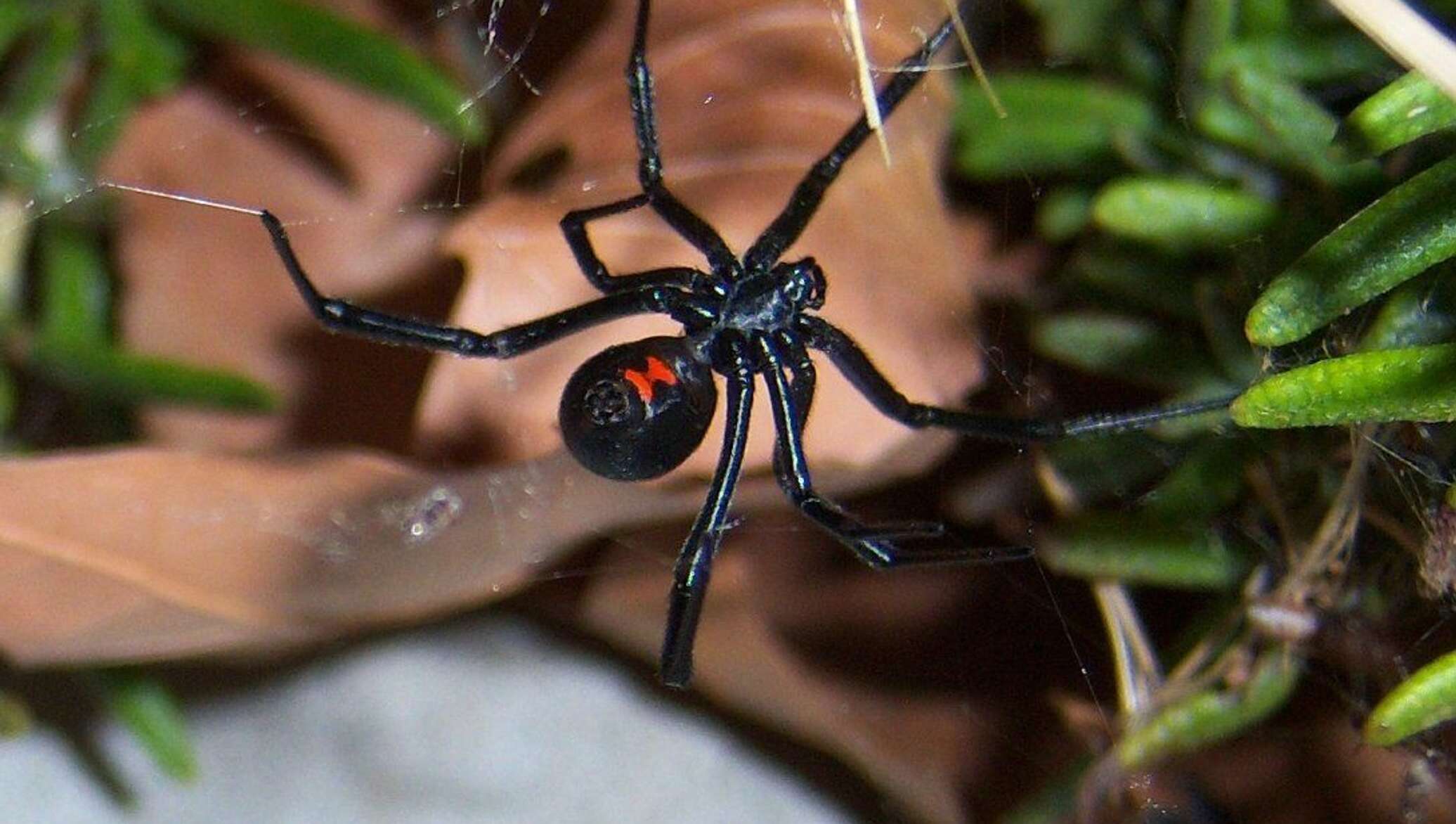 Фото черных пауков