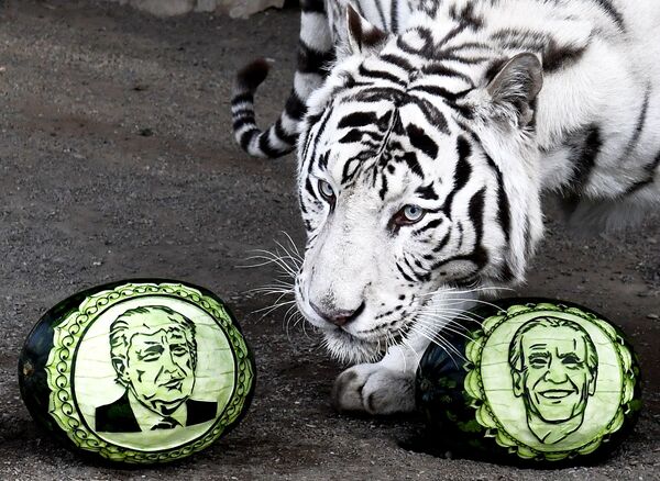 Белый бенгальский тигр Хан выбирает из двух арбузов, на которых вырезаны портреты кандидатов в президенты США – Дональда Трампа и Джозефа Байдена, в Парке флоры и фауны Роев ручей - Sputnik Тоҷикистон
