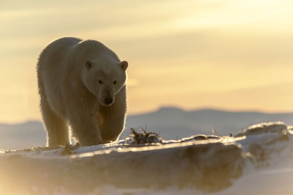 Белый медведь на берегу Восточно-Сибирского моря - Sputnik Тоҷикистон