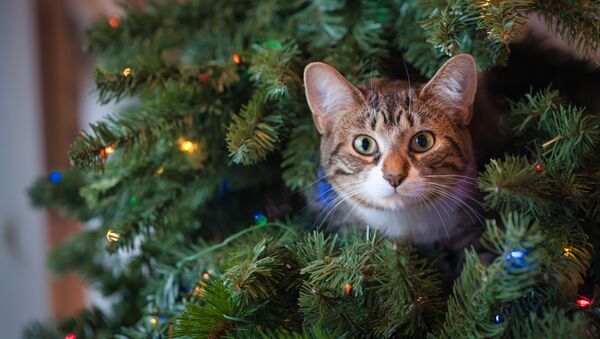 Кот выглядывает из новогодней елки - Sputnik Тоҷикистон
