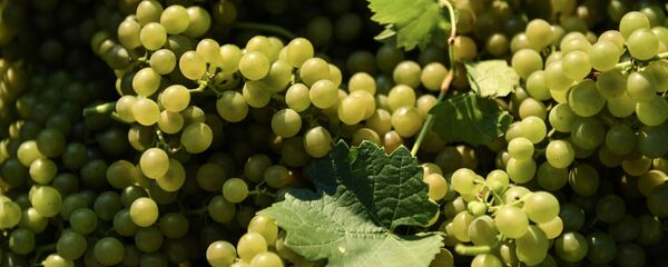 Дегустация вина Дегустация вина - Sputnik Таджикистан