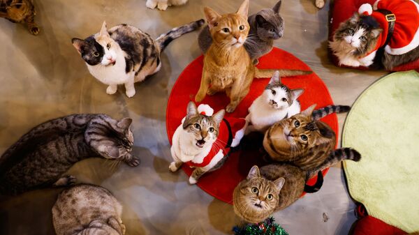 Кошки смотрят на Catgarden в Сеуле, Южная Корея - Sputnik Таджикистан