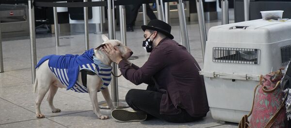 Турист с собакой в терминале 2 аэропорта Хитроу в Лондоне, Великобритания  - Sputnik Тоҷикистон