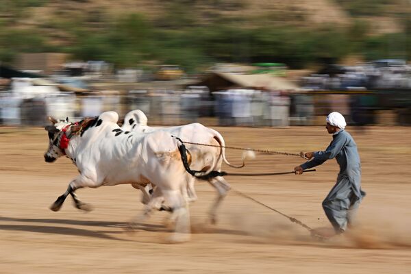 Традиционная гонка быков в деревне Билавал в Чакри, Пакистан - Sputnik Таджикистан