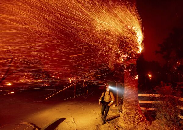 Пожарный проходит мимо горящего дерева во время тушения пожара в общине Сильверадо в Калифорнии - Sputnik Тоҷикистон