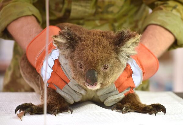 Раненая во время лесных пожаров в Австралии коала проходит лечение в импровизированном полевом госпитале в парке дикой природы острова Кенгуру - Sputnik Тоҷикистон