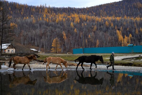 Местный житель ведет лошадей на пастбище вблизи села Алыгджер Тофаларского муниципального образования Иркутской области - Sputnik Таджикистан