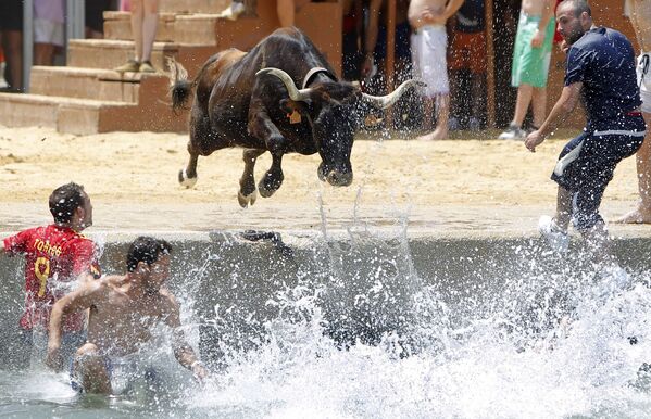 Бык прыгает в море во время испанского фестиваля Bous a la mar - Sputnik Тоҷикистон