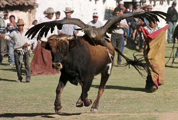 Бык с кондором на спине во время боя с быками в Перу - Sputnik Таджикистан