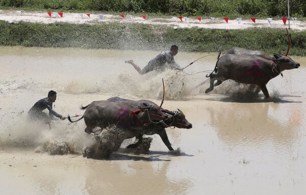 Тайские фермеры во время гонок с быками в Таиланде  - Sputnik Таджикистан