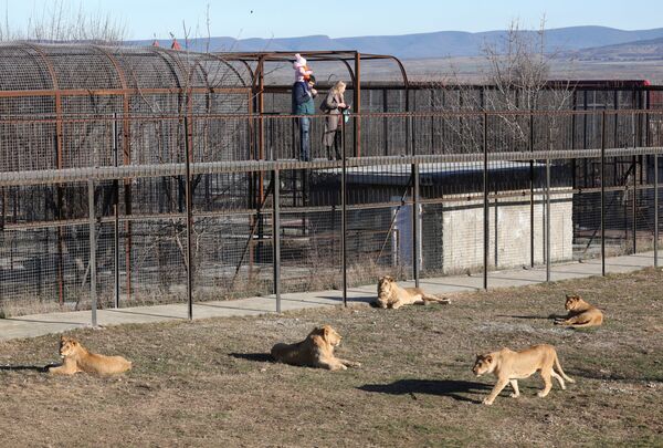 Посетители смотрят на львов в парке Тайган в Крыму - Sputnik Таджикистан