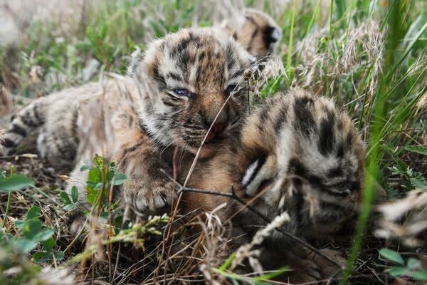 Амурские тигрята родились в сафари-парке Тайган - Sputnik Таджикистан