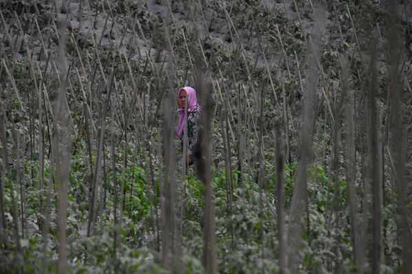 Фермер на покрытое пеплом поле после извержения вулкана Семеру в Индонезии  - Sputnik Таджикистан