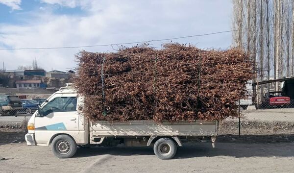 “Таппакбизнес”: бозори экзотикии маводи сӯхти “аз лиҳози экологӣ тоза” дар Тоҷикистон - Sputnik Тоҷикистон