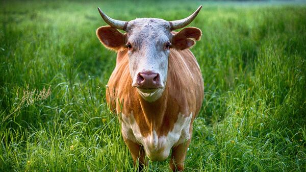 Корова на лугу - Sputnik Таджикистан