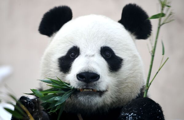 Большая панда в вольере Московского зоопарка - Sputnik Таджикистан