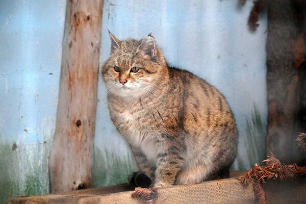 Степной кот в вольере Московского зоопарка - Sputnik Таджикистан