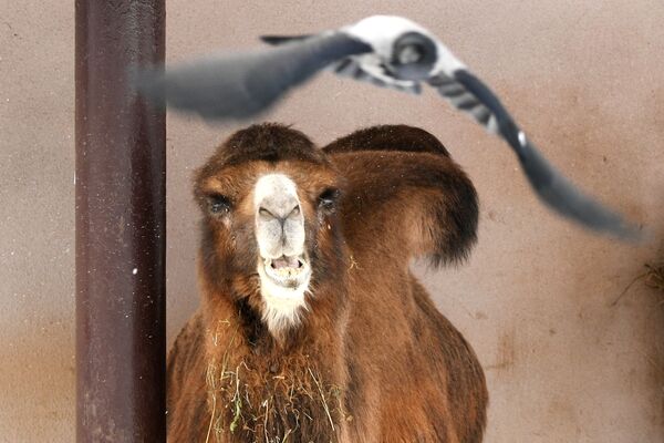 Верблюд двугорбый в вольере Московского зоопарка - Sputnik Таджикистан