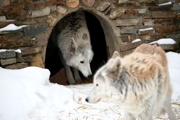 Полярные волки в вольере Московского зоопарка - Sputnik Таджикистан