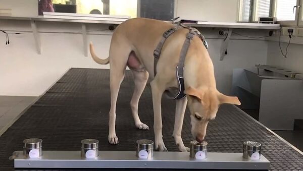 Нюх на COVID-19: могут ли собаки распознать зараженных коронавирусом? - YouTube - Sputnik Таджикистан