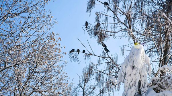 Голуби на ветках дерева зимой - Sputnik Таджикистан