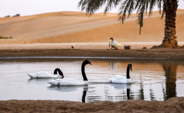 Лебеди в оазисе в пустыне на курорте Телал Аль-Айн, ОАЭ - Sputnik Таджикистан