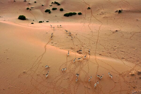 Арабские песчаные газели на курорте Telal Resort в Абу-Даби - Sputnik Таджикистан
