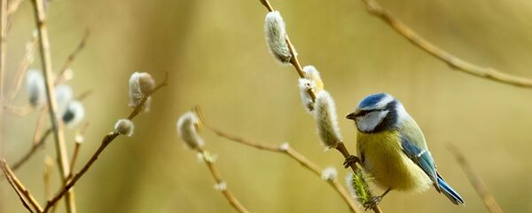 Синица на ветке цветущей вербы Синица на ветке цветущей вербы - Sputnik Таджикистан