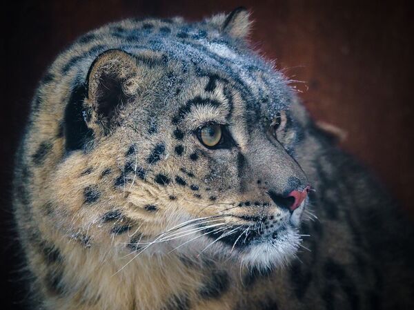 Бо панҷаи бурида: достони ҳузнангези наҷоти бабри барфӣ аз Тоҷикистон Бо панҷаи бурида: достони ҳузнангези наҷоти бабри барфӣ аз Тоҷикистон - Sputnik Тоҷикистон