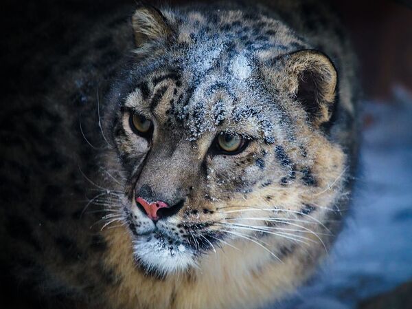 Бо панҷаи бурида: достони ҳузнангези наҷоти бабри барфӣ аз Тоҷикистон Бо панҷаи бурида: достони ҳузнангези наҷоти бабри барфӣ аз Тоҷикистон - Sputnik Тоҷикистон