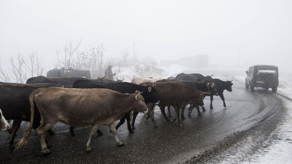 Коровы и пастухи на горной дороге в тумане  - Sputnik Тоҷикистон