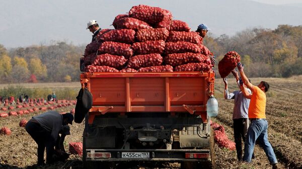 Сбор овощей в фермерском хозяйстве  - Sputnik Таджикистан