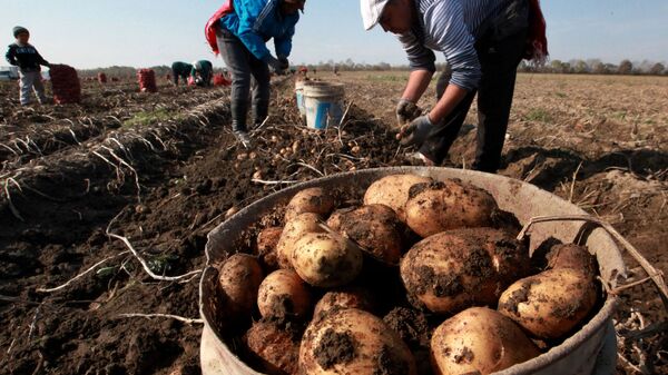Сезонные рабочие собирают урожай картофеля в фермерском хозяйстве  - Sputnik Таджикистан