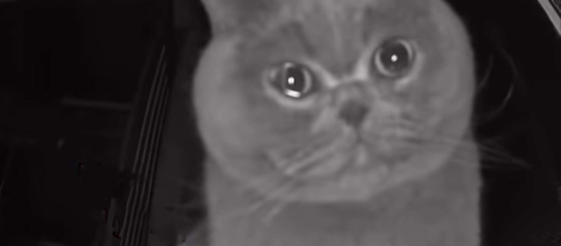 Домашний кот плачет'' на камеру видеонаблюдения - Sputnik Таджикистан, 1920, 19.02.2021