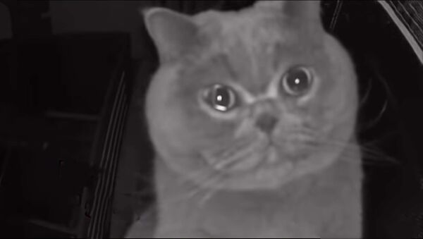 Домашний кот плачет'' на камеру видеонаблюдения - Sputnik Таджикистан