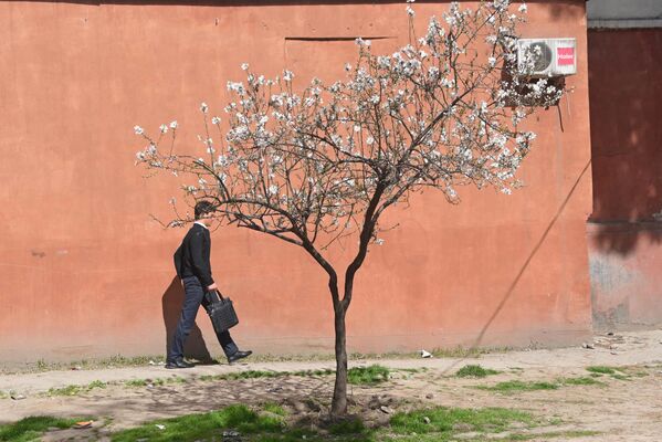 Цветы миндаля появляются на дереве раньше листьев - Sputnik Таджикистан