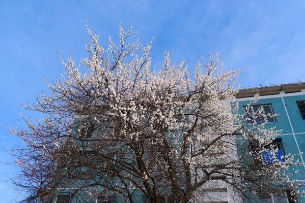 Цветение фруктовых деревьев в Душанбе начинается даже раньше, чем прилетают первые ласточки - Sputnik Таджикистан