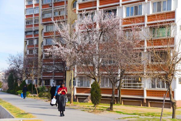 Уже в феврале весь Душанбе усыпан белоснежными цветами - Sputnik Таджикистан
