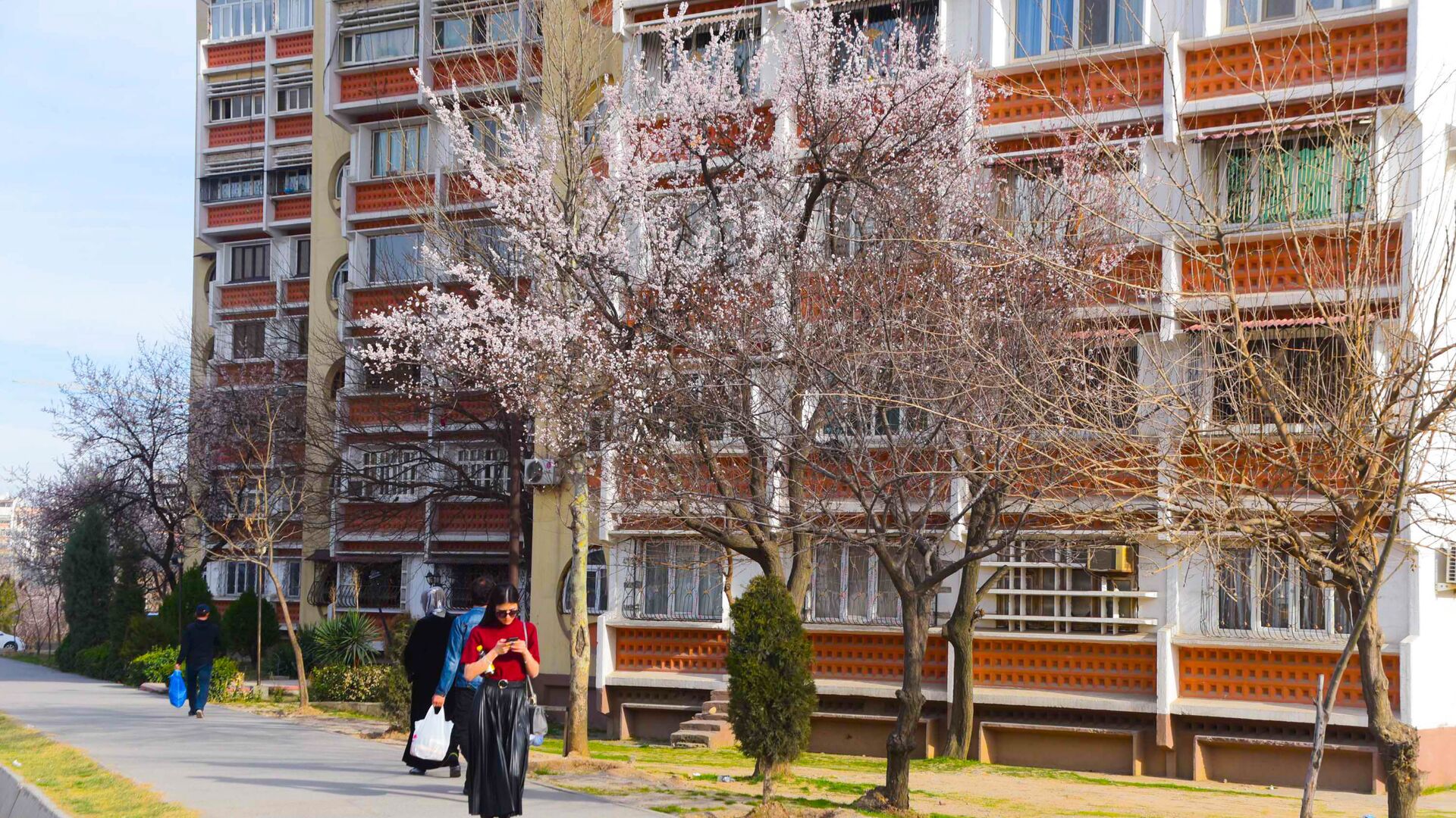 Цветение деревьев в Душанбе - Sputnik Таджикистан, 1920, 26.05.2021