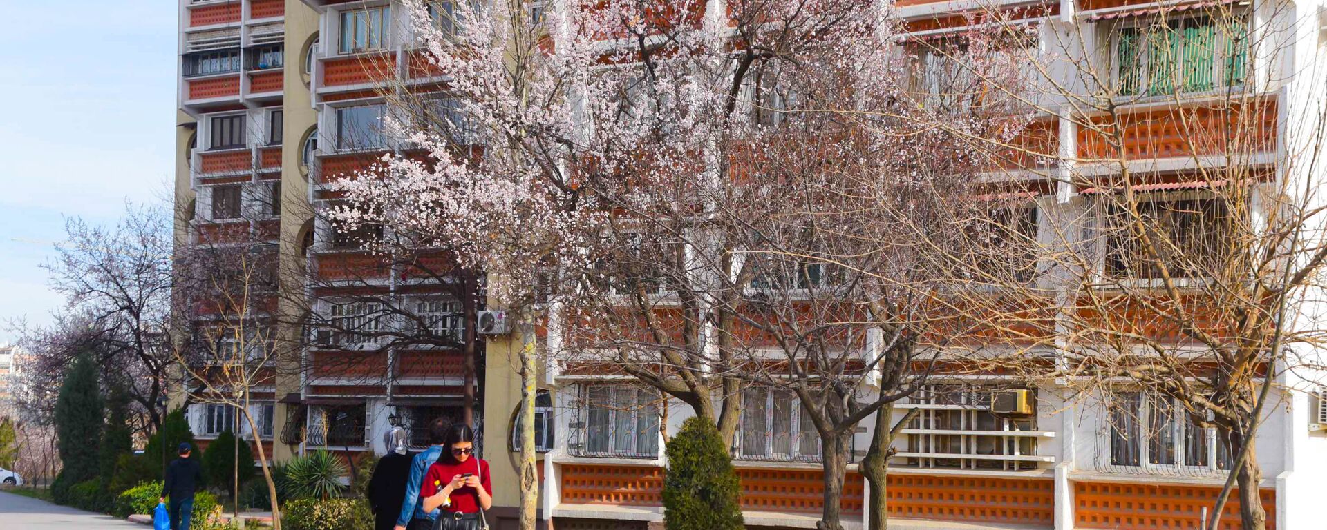 Цветение деревьев в Душанбе - Sputnik Таджикистан, 1920, 26.05.2021