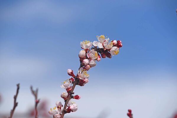 Цветы миндаля - один из первых признаков весны в Таджикистане - Sputnik Таджикистан