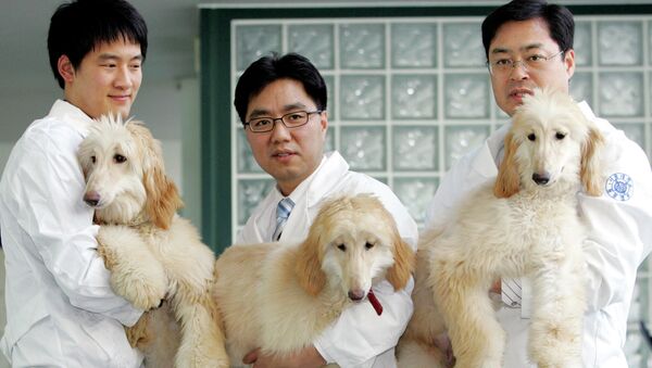 Профессор из Сеульского национального университета Ли Бён-чунь демонстрирует клонированных собак. Южная Корея - Sputnik Таджикистан