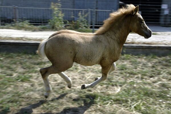 Первая клонированная лошадь Прометея родилась в 2003 году в лаборатории репродуктивных технологий в Италии. Примечательно, что ученые предприняли более 300 попыток, прежде чем сумели вырастить жизнеспособный клон - Sputnik Таджикистан