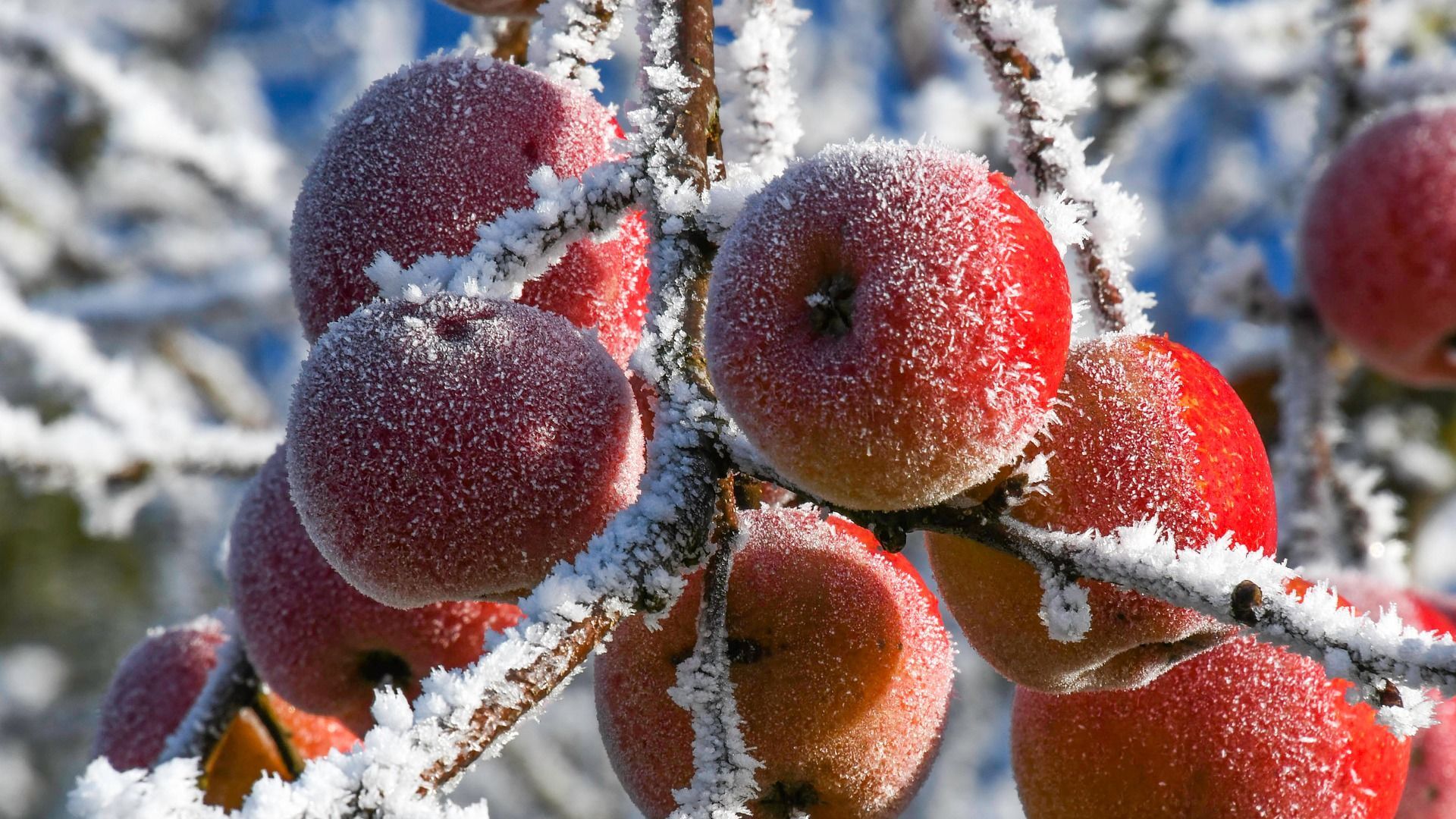 Замерзшие яблоки, архивное фото - Sputnik Тоҷикистон, 1920, 02.02.2023