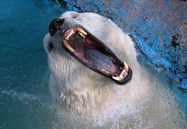 14-летний белый медведь Феликс, найденный в 2006 году на научном стационаре острова Врангеля осиротевшим детёнышем, купается в бассейне в парке флоры и фауны Роев ручей в Красноярске - Sputnik Таджикистан