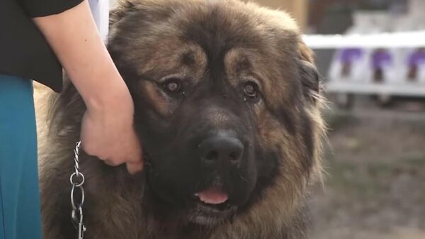 В Бишкеке прошел собачий конкурс красоты - Sputnik Таджикистан