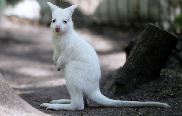 В одном из частных зоопарков Казани необычное пополнение - полностью белая девочка-кенгуру Беннета - Sputnik Таджикистан