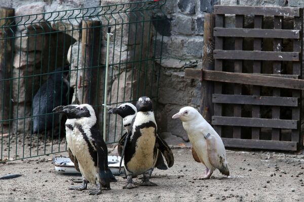 Уникальный, но мало отличающийся от сородичей пингвин-альбинос в зоопарке города Гданьска - Sputnik Таджикистан